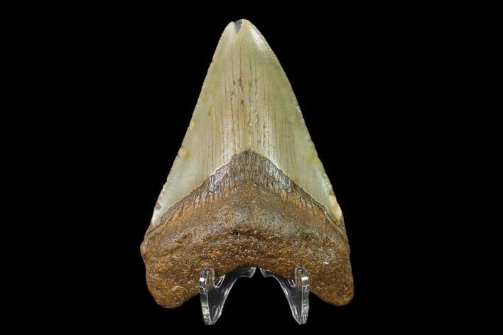 3.13" Fossil Megalodon Tooth - North Carolina